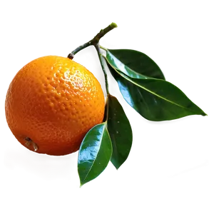 Mandarin Oranges Png Oio57 PNG image