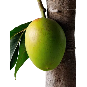 Mango Tree Png 05232024 PNG image