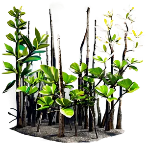 Mangrove B PNG image