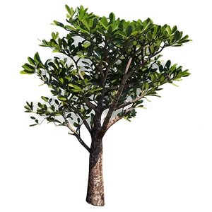 Mangrove C PNG image