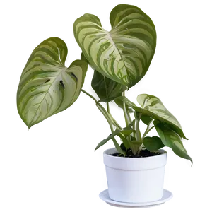 Manjula Pothos Care Sheet PNG 06272024