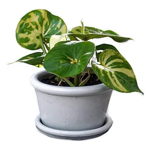 Manjula Pothos Care Sheet PNG 06272024 PNG