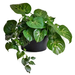 Manjula Pothos Care Sheet Png 06272024 PNG image