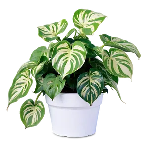 Manjula Pothos Care Sheet PNG Vbb54 PNG