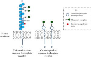 Mannose6 Phosphate Receptors Diagram PNG image