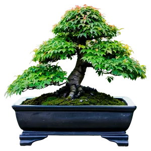 Maple Bonsai Tree Png 06202024 PNG image