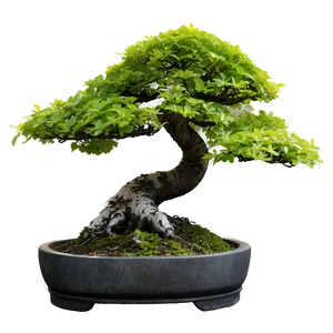 Maple Bonsai Tree PNG 29