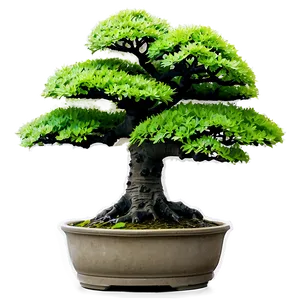 Maple Bonsai Tree PNG Udi