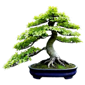 Maple Bonsai Tree PNG Xag