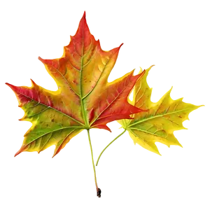 Maple Leaf In Fall Png 05252024 PNG image