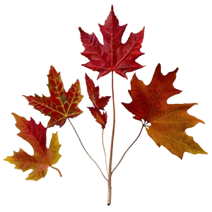 Maple Leaf Png 40 PNG image