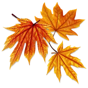 Maple Leaves Autumn Png Yms PNG image