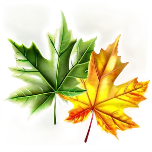 Maple Leaves Png 05042024 PNG image
