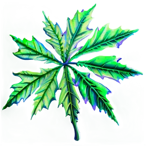 Maple Leaves PNG 90