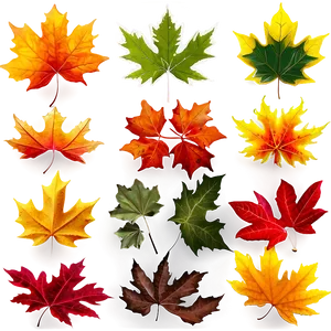 Maple Leaves PNG Rrj47