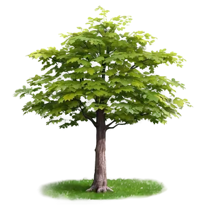 Maple Tree A PNG image