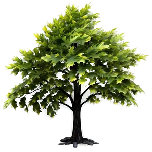 Maple Tree D PNG image