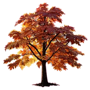 Maple Tree Glowing In Sunset Png 73 PNG image