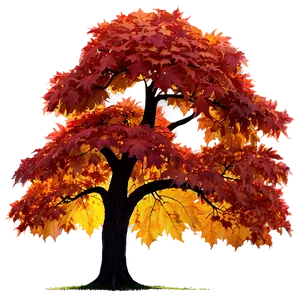 Maple Tree Glowing In Sunset Png Fkr27 PNG image