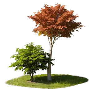 Maple Tree In Rural Field PNG 10