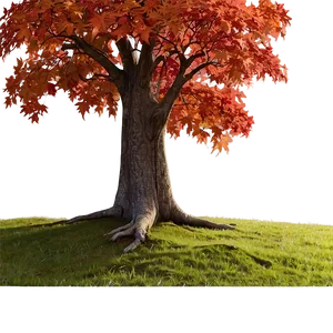 Maple Tree In Rural Field PNG 42