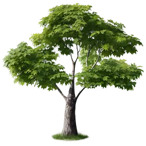 Maple Tree Through Seasons Png 06122024 PNG image