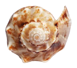 Marbled Sea Shell PNG image