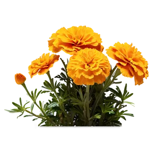 Marigold Flower Bush PNG Qac