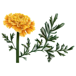 Marigold Flower Illustration PNG Pso