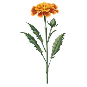 Marigold Flower Illustration PNG Qae