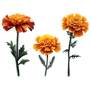 Marigold Flower Illustration PNG Ufs54