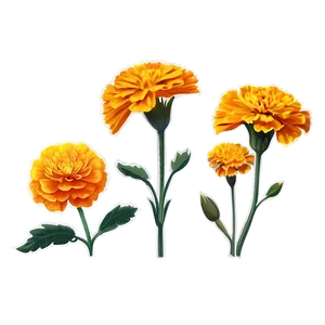 Marigold Flower Illustration PNG Xau94