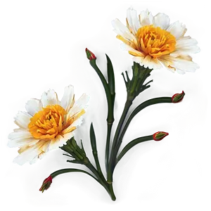 Marigold Flowers Png Coy49 PNG image