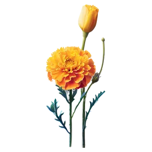 Marigold Sunshine Bouquet PNG Tsb38