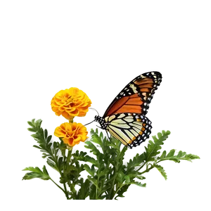 Marigolds And Butterflies PNG 92