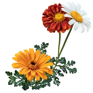 Marigolds And Daisies PNG Ciy62 PNG