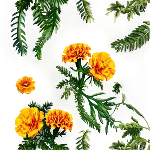 Marigolds And Greenery PNG Mpb