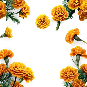 Marigolds Background PNG Vmr PNG