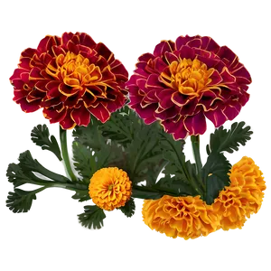 Marigolds Border Design PNG Xpg88 PNG