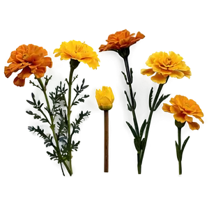 Marigolds C PNG image