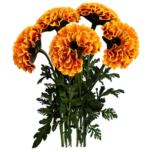 Marigolds Floral Arrangement PNG 06132024