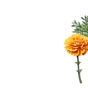 Marigolds Greeting Card PNG Jau93 PNG