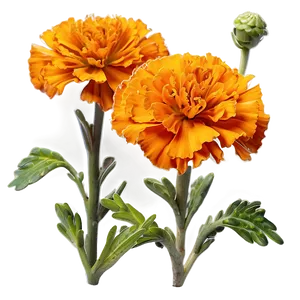 Marigolds In Bloom PNG Gfc81