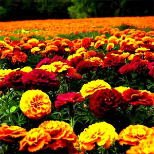 Marigolds In Landscape PNG 06132024 PNG