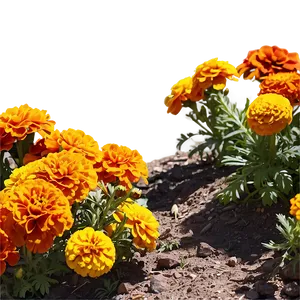 Marigolds In Landscape PNG Tia6 PNG
