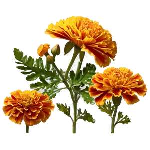 Marigolds In Nature Png Alv PNG image