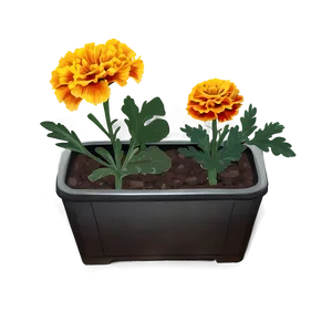 Marigolds In Nature Png Jwa93 PNG image