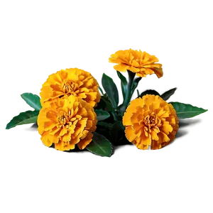 Marigolds In Nature PNG Sgq