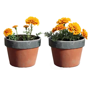 Marigolds In Pot PNG 06132024