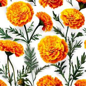 Marigolds In Sunshine PNG 06132024